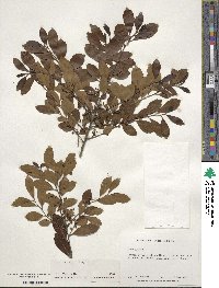 Ilex glabra image