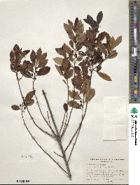 Ilex glabra image