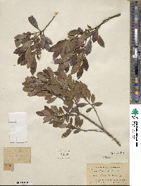 Ilex glabra image