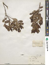 Ilex glabra image