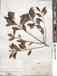 Ilex glabra image