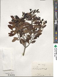 Ilex glabra image