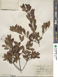 Ilex glabra image