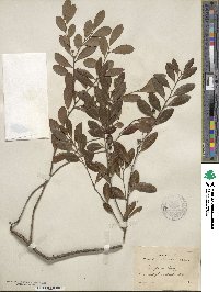 Ilex glabra image