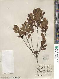 Ilex glabra image