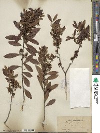 Ilex glabra image