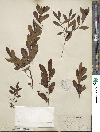 Ilex glabra image