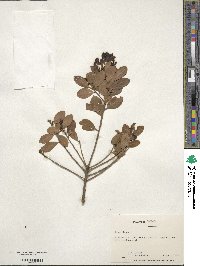 Ilex glabra image