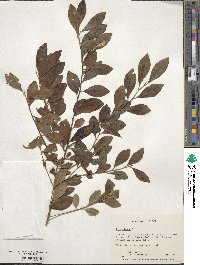 Ilex glabra image