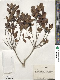 Ilex glabra image