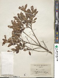 Ilex glabra image