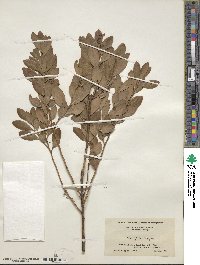 Ilex glabra image