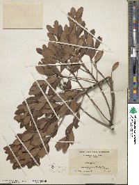 Ilex glabra image