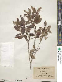 Ilex glabra image