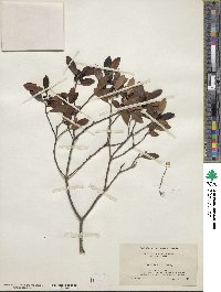 Ilex glabra image