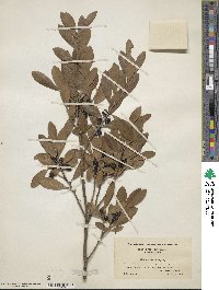 Ilex glabra image