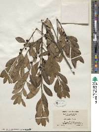 Ilex glabra image