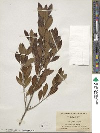 Ilex glabra image