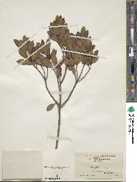 Ilex glabra image