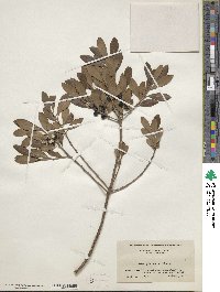 Ilex glabra image