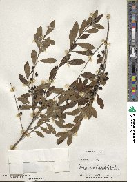 Ilex glabra image