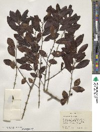 Ilex glabra image