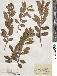 Ilex glabra image