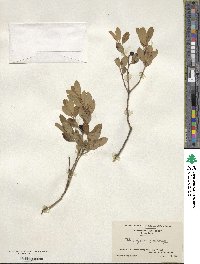 Ilex glabra image