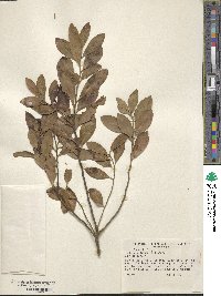 Ilex glabra image