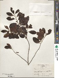 Ilex glabra image