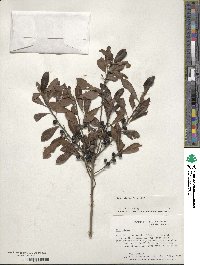 Ilex glabra image