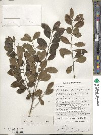 Ilex glabra image