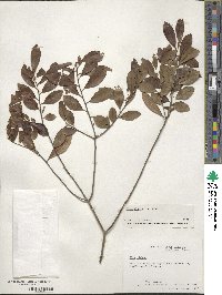 Ilex glabra image