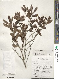 Ilex glabra image