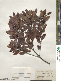 Ilex glabra image