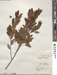 Ilex glabra image