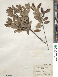 Ilex glabra image