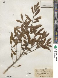 Ilex glabra image