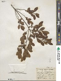 Ilex glabra image