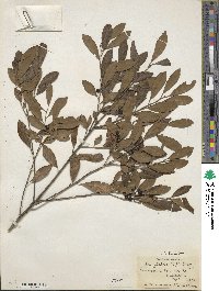 Ilex glabra image