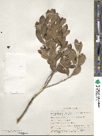 Ilex glabra image