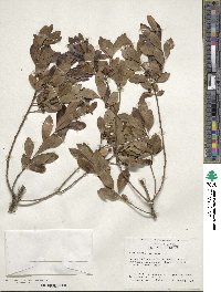 Ilex glabra image