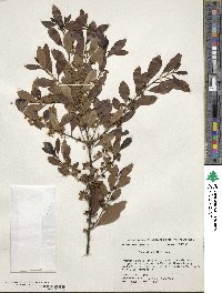 Ilex glabra image