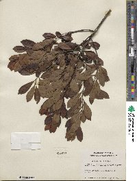 Ilex glabra image