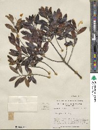 Ilex glabra image