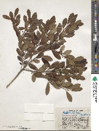 Ilex glabra image