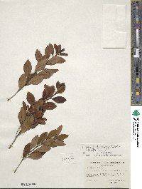 Ilex glabra image