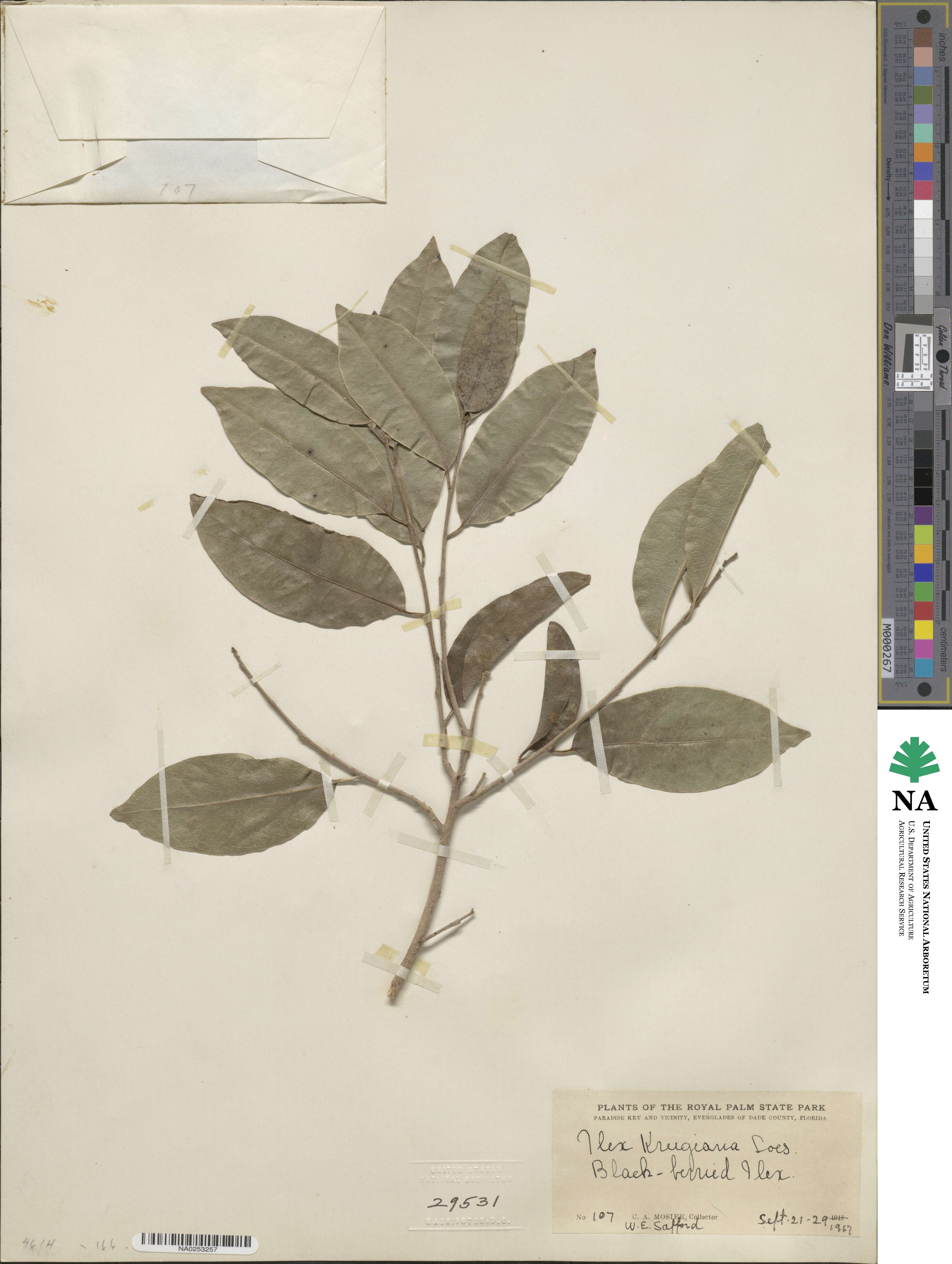 Ilex krugiana image