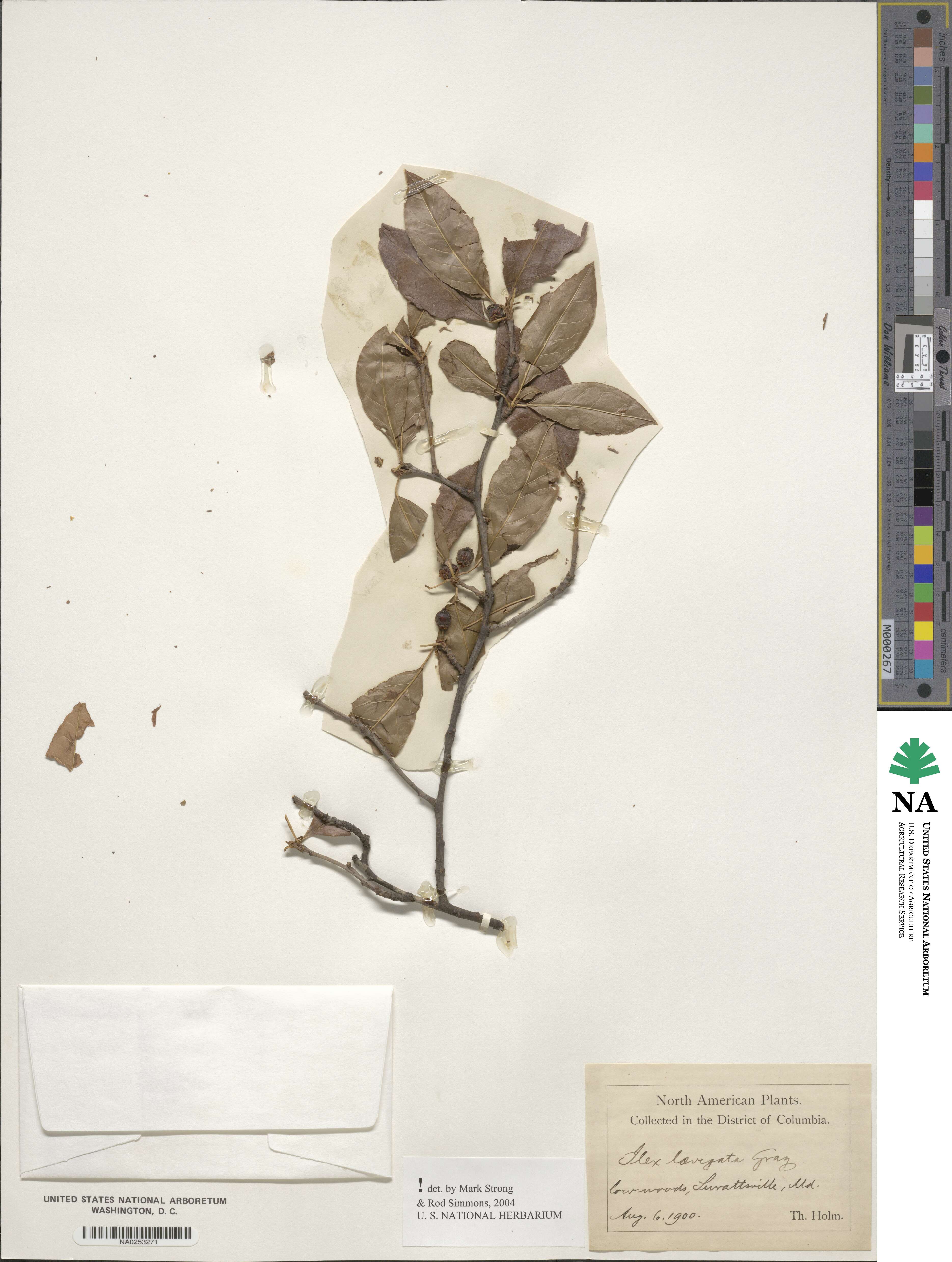 Ilex laevigata image