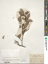 Ilex laevigata image